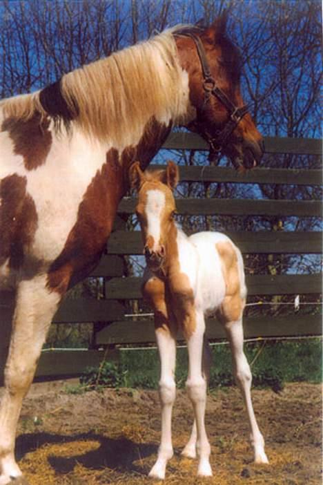 Paint Golden Miss Blue Velvet - her er miss Golden welvet bare 3 uger gammel  billede 2