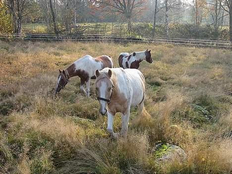 Paint Golden Miss Blue Velvet - Ja jeg skal alså denne vej ... favel  billede 4