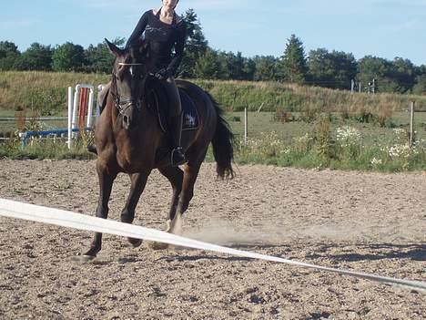 Dansk Varmblod Skovvejens Domino *SOLGT* - #4 , taget af charlotte .. billede 4