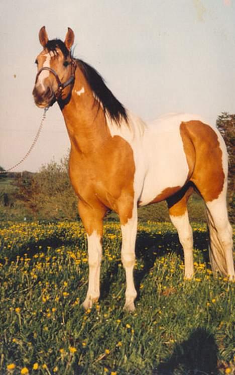 Paint Gamblers watnsee  - sådan så han ud da jeg købte ham i gamle dage ,han ser stadig godt ud inu  billede 6