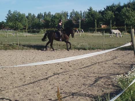 Dansk Varmblod Skovvejens Domino *SOLGT* - #8 , taget af charlotte .. billede 8