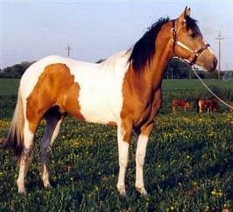 Paint Gamblers watnsee  - dette er vores reklame billede .. hviste du at han også har været model i hestens Farver ...  billede 7