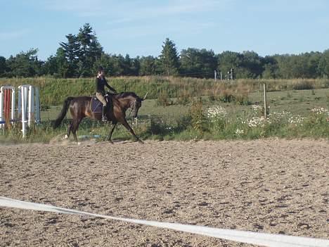 Dansk Varmblod Skovvejens Domino *SOLGT* - #10 , taget af charlotte .. billede 10