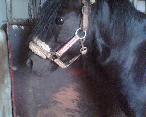 Dartmoor fjuri<3<3 solgt og savnet billede 5