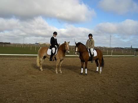 New Forest Firfod Fricazt - Jeg er til et dressur-stævne på Sakskøbing Rideklub. billede 4