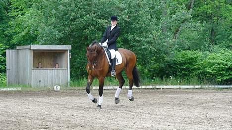 Belgisk varmblod Tomboy*basse mand* billede 15