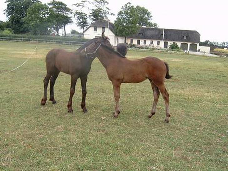 {{currentPhoto.altText}} billede {{currentPhoto.number}}