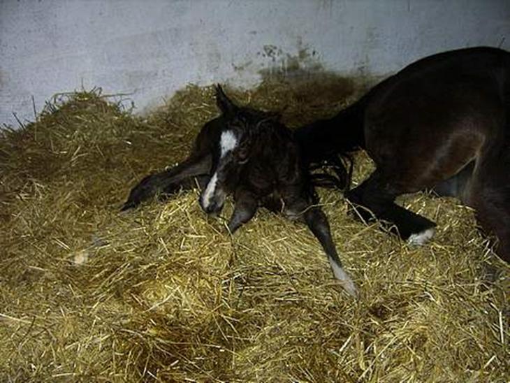 {{currentPhoto.altText}} billede {{currentPhoto.number}}