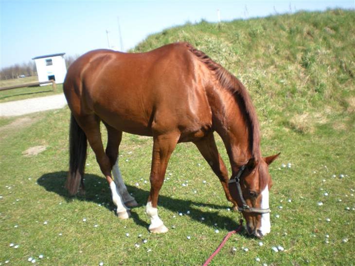 {{currentPhoto.altText}} billede {{currentPhoto.number}}