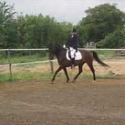 Anden særlig race Cheval