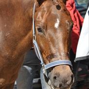 New Forest Marjolein  B-Pony