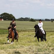 Anden særlig race Klokkeblomst