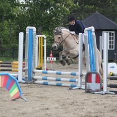 Fjordhest (Bumle)-Bella..