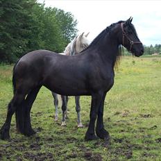 Frieser Maartje S