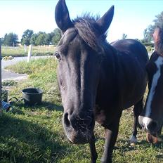 Anden særlig race Dixie