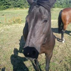 Anden særlig race Dixie