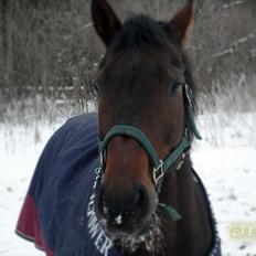 Hannoveraner Lille Per