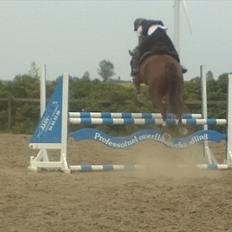 Hollandsk Varmblod WERONICA