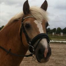 Haflinger Dexter