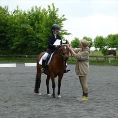 Welsh Pony (sec B) Mac Million   (Stubbumgårds Tobias)