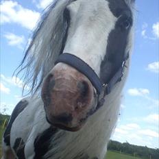 Tinker Oenghus Of Ireland (Rider)