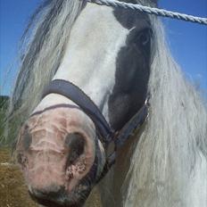 Tinker Oenghus Of Ireland (Rider)