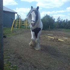 Tinker Oenghus Of Ireland (Rider)