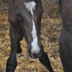Dansk Varmblod Sølbecks Quisess