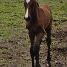 Dansk Varmblod Sølbecks Quisess