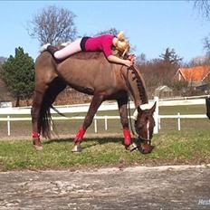 Traver Rabiega Rouge *Savnet*