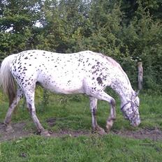 Knabstrupper Fregne 
