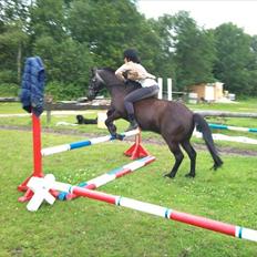 Anden særlig race maddox 