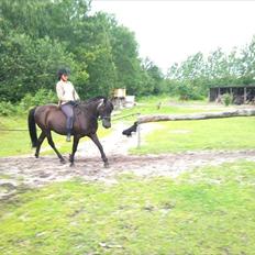 Anden særlig race maddox 