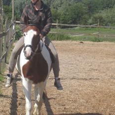 Anden særlig race Bess