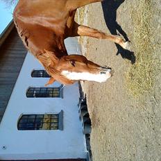 DSP Stald Blymes Pride