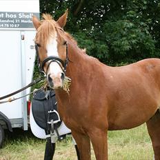 DSP Stald Blymes Pride