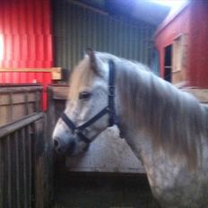 Islænder Fifill Frá Grímstödúm