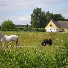 Holstener Charmeur