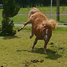 Shetlænder Chamör tidligere (Tilrider)