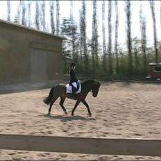 Anden særlig race Lauritz