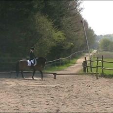 Anden særlig race Lauritz