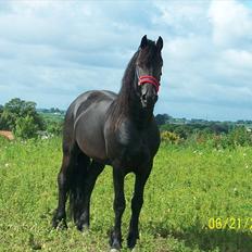 Frieser Abraham (Basse)