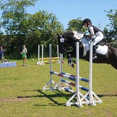 Anden særlig race Spirit ( verden største stjernepony)