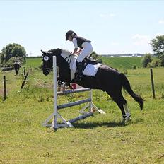 Anden særlig race Spirit ( verden største stjernepony)