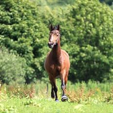 DSP Stidsbjergs Chanie