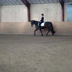 Anden særlig race Dalby's Lotte