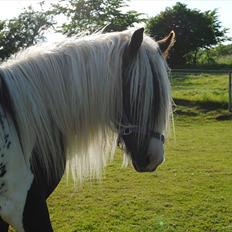 Tinker Agerhøjs  Van Thyra