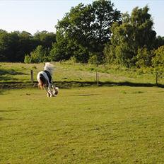 Tinker Agerhøjs  Van Thyra