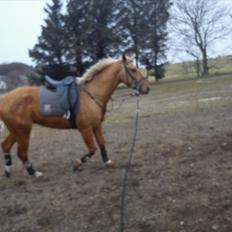 Polsk Varmblod Cynk Maly Cod <3 Solgt :'/