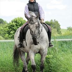 Knabstrupper Sunshine